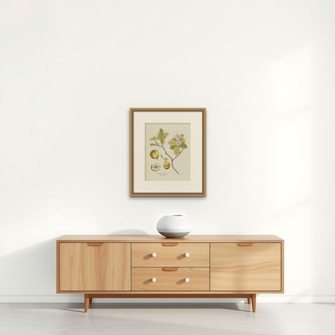 Antique Botany Print of a Quince Tree by Plenck, 'circa 1790', shown framed on a wall