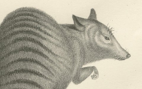 19th-Century Lithograph of a Rust-Colored Phalanger and Striped Kangaroo, close-up 1