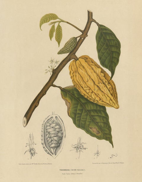 Antique Botany Print of a White Cacao Tree by Van Nooten, circa 1875, view 2