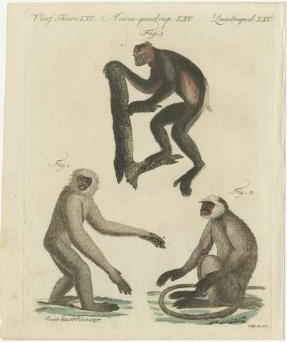 Gibbon and Monkeys, Antique Bertuch Print, Vienna, circa 1805, view 2