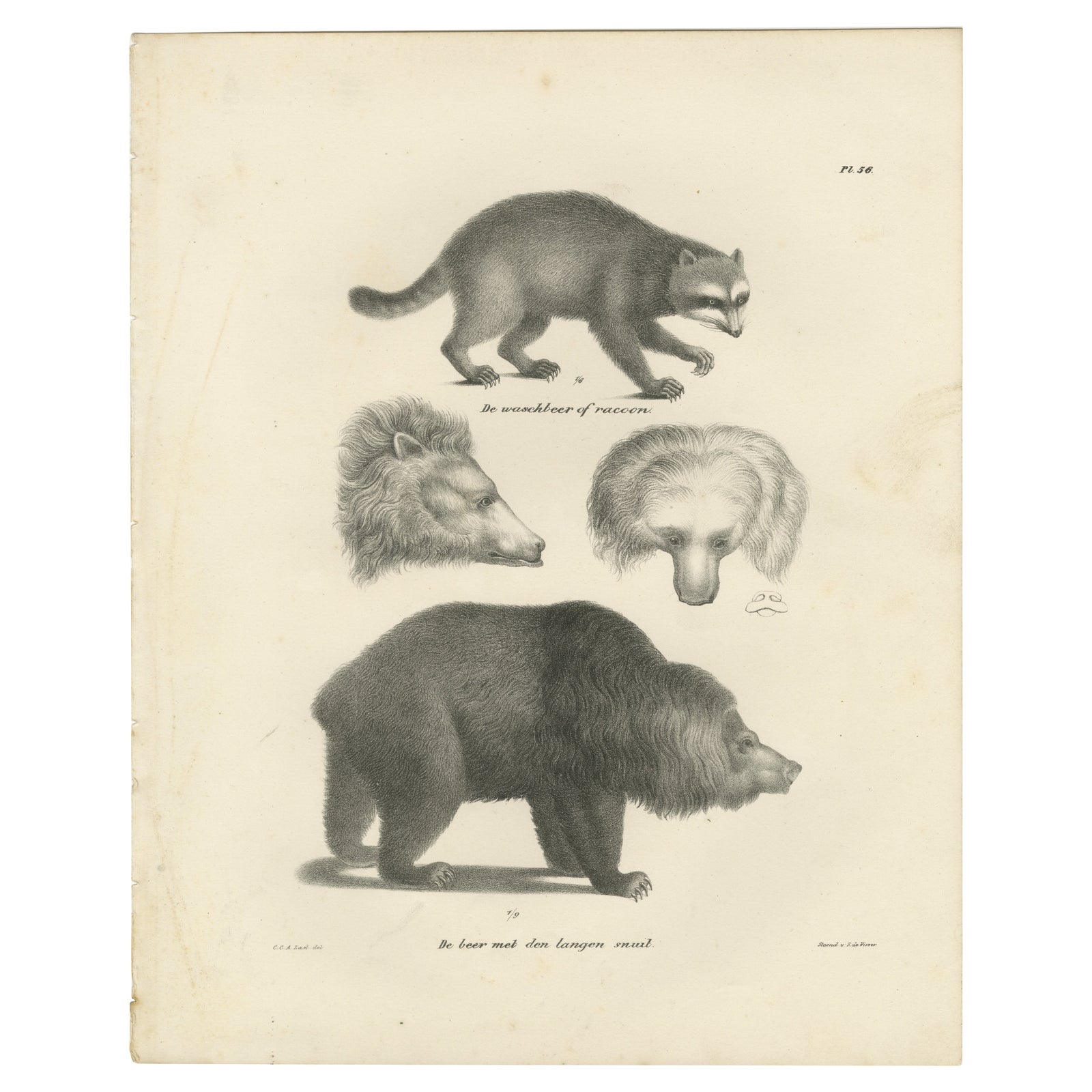 19th-Century Lithograph of a Raccoon and Bear, Stunning Natural History Print