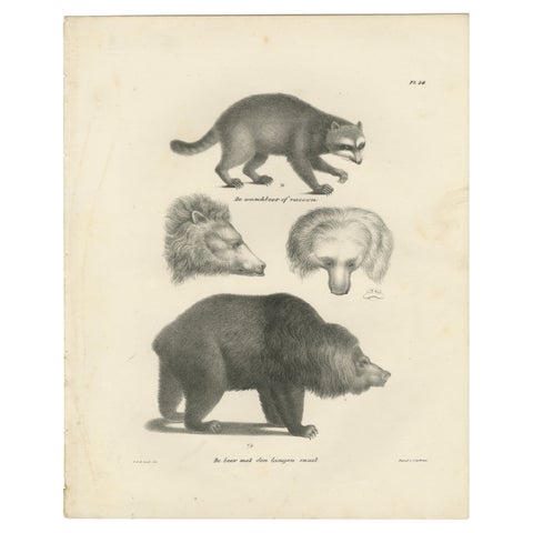 19th-Century Lithograph of a Raccoon and Bear, Stunning Natural History Print