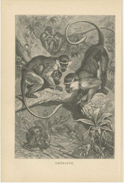 Set of 5 Antique Monkey Prints, Gorilla, Chimpanzee, by Brehm 'c.1890', view 5