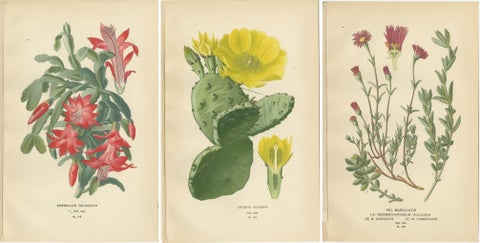 Antique Botanical Prints: Christmas Cactus, Prickly Pear Cactus & Fig Marigolds, view 5