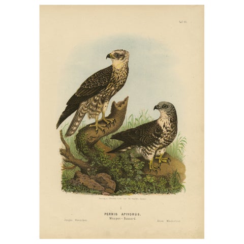 Honey Buzzards, Antique Bird of Prey Print, Natural History Illustration, 1894