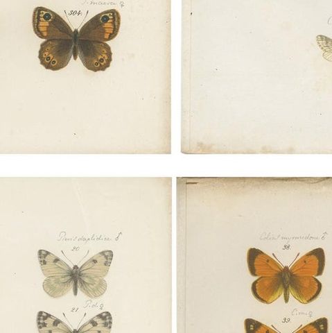 Set of 4 Antique Prints of Various Butterflies and Moths by Ramann, circa 1870, close-up 2