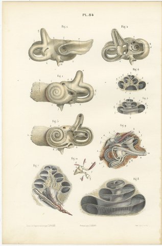 The Bony Labyrinth and Cochlea, Antique Hirschfeld Anatomy Print, 1866, view 2