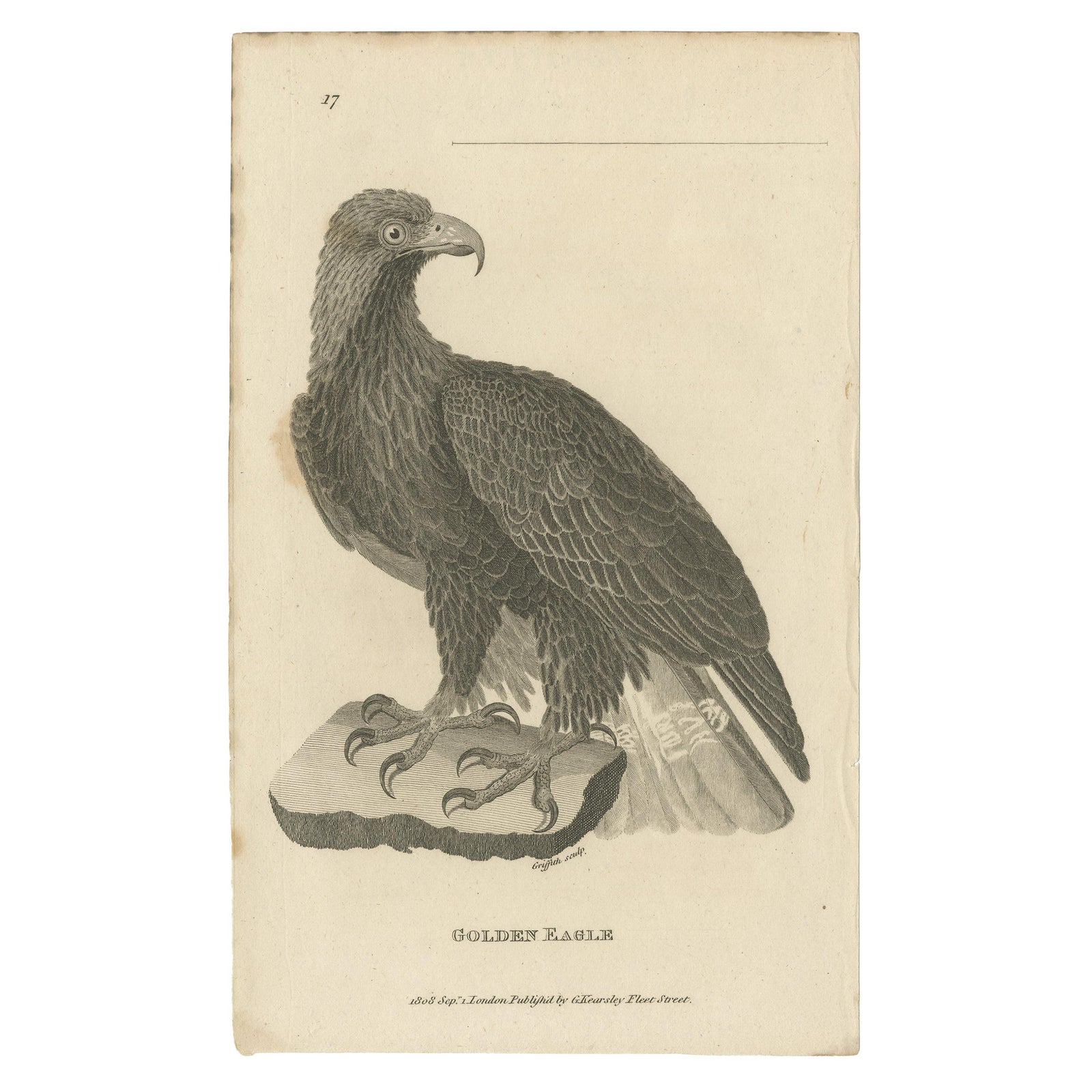 Antique Bird Print of the Golden Eagle by Kearsley, ca.1808