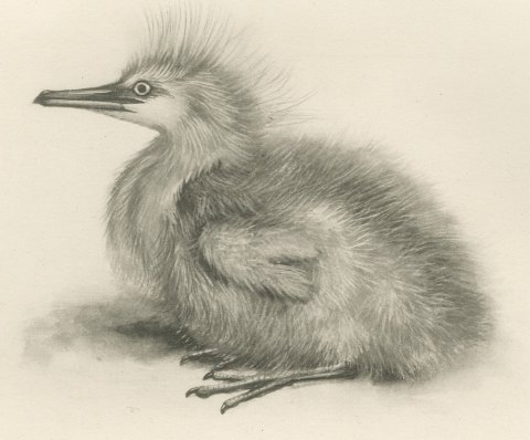 Night Heron Chick and Spotted Juvenile after Lilian Medland, c. 1909, close-up 1