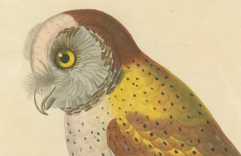 Old Handcolored Ornithological Print of the 'Chouette calong' (Calong Owl), 1838, close-up 2