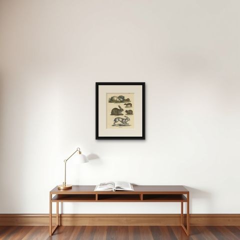 Antique Print of a Rabbit, Hares, Pika and other Rodents, shown framed on a wall