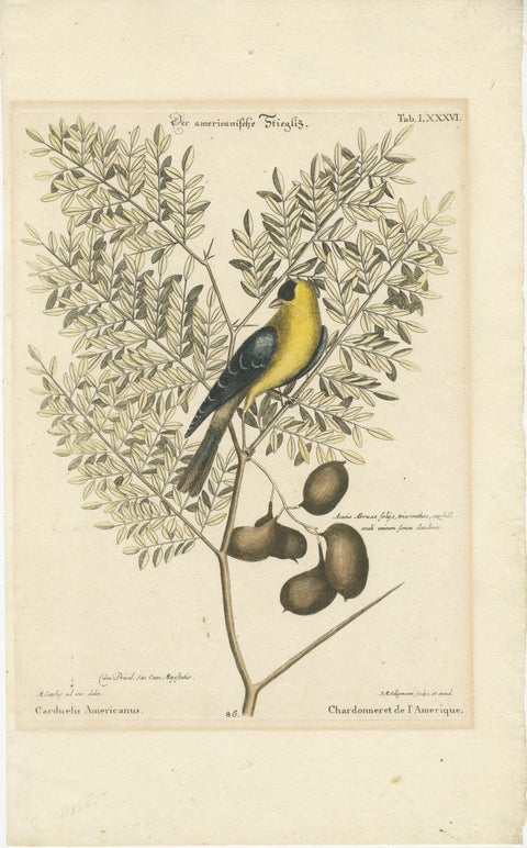 Bird Print of an American Goldfinch on a Branch Engraved and Hand-Colored, 1749, view 2