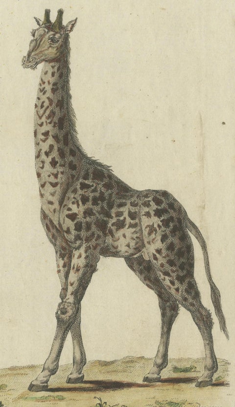 Antique Handcolored Engraving of Giraffes, c.1800, close-up 2