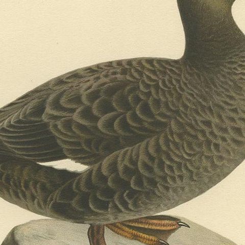 Antique Bird Print of the Velvet Scoter by Von Wright '1929', close-up 2