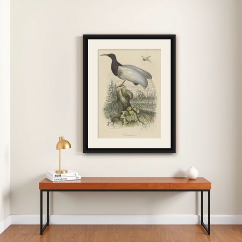 Antique Print of a Beautiful Handcolored Sugarbird, 1854, shown framed on a wall