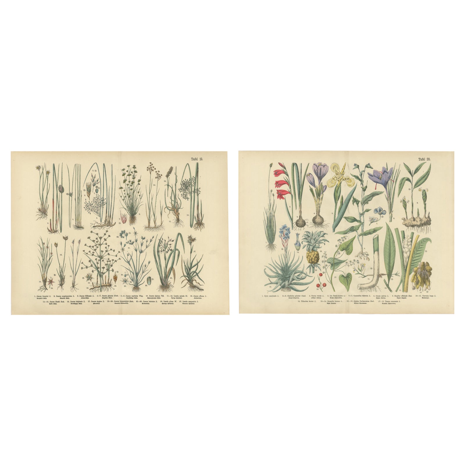 Antique German Botanical Atlas Plates, Grasses & Exotic Plants, 1885