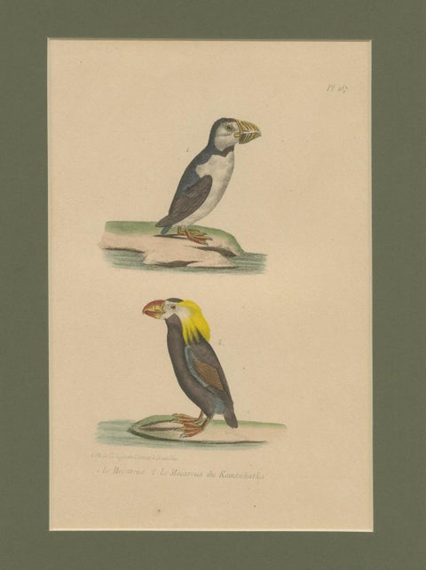 Atlantic Puffin & Tufted Puffin, Antique hand-coloured lithograph, c.1828, close-up 4