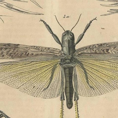 Antique Animal Print of various Insects 'Grasshopper' by C. Hoffmann, 1847, close-up 2