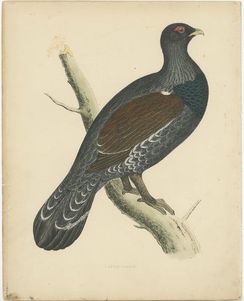 Original Antique Print of a Capercaillie Bird, view 2