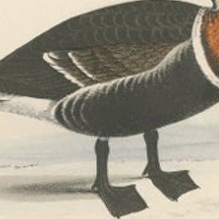 Antique Bird Print of a Red-Breasted Duck, c.1840, close-up 2