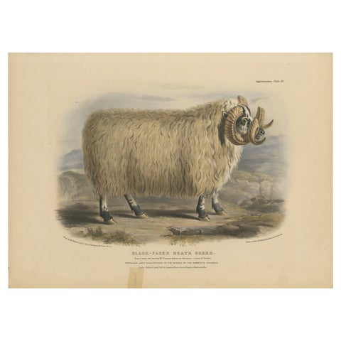 Lithograph of a Ram of the Black-Faced Heath Breed or Scottish Blackface, 1841