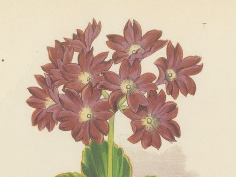 Primula Pedemontana and Alpine Toadflax, Hand-Coloured Print, 1874, close-up 1
