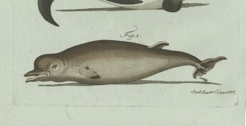 Original Antique Print of Orca, Whale and Dolphin by Bertuch, 1805, close-up 4