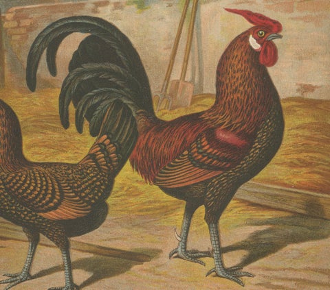The Elegant Golden Spangled Hamburg Chicken - A 19th Century Poultry Lithograph, close-up 3
