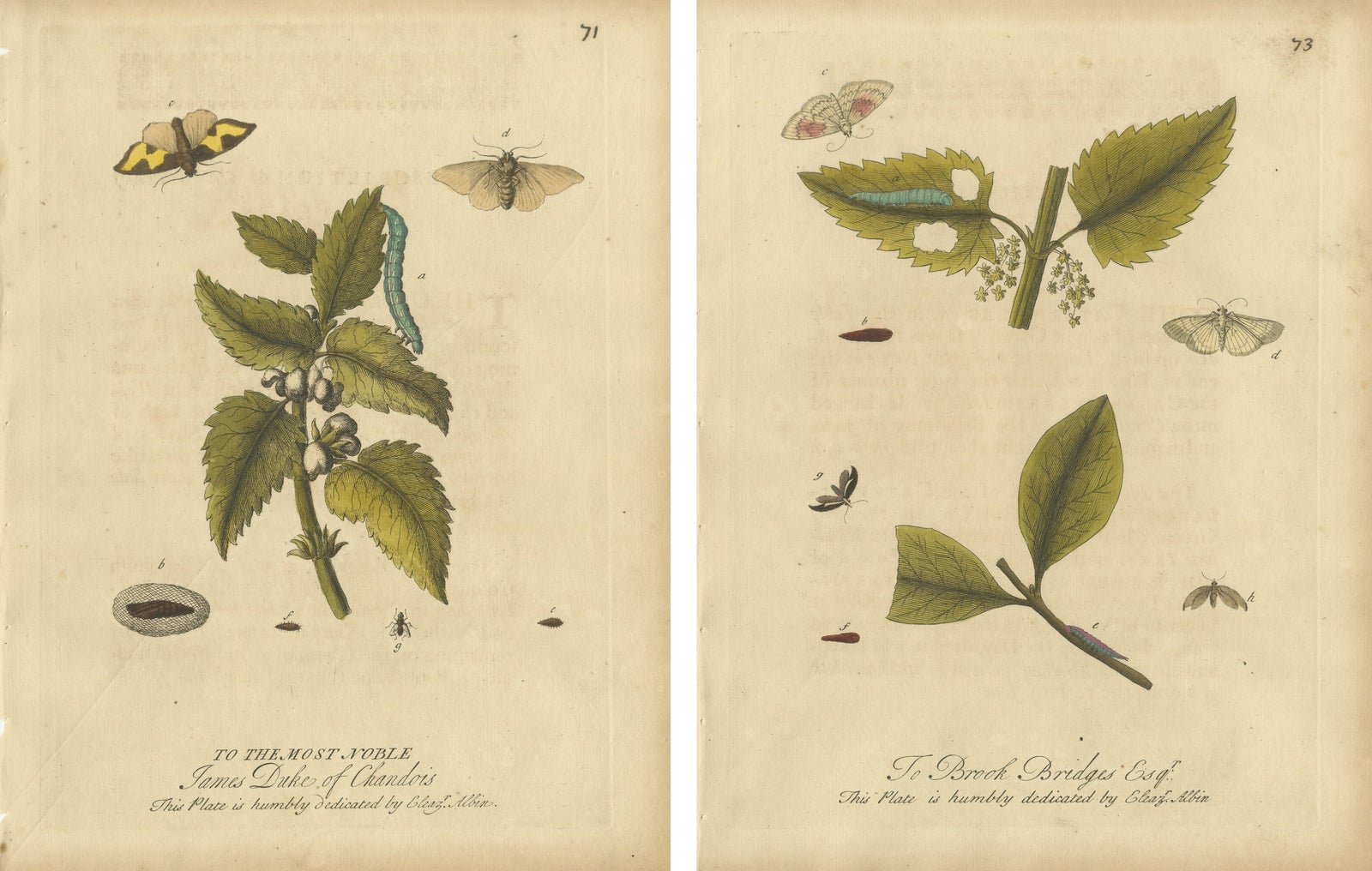 Antique Entomology Prints, English Insects on Hazel & Elm, Albin 1720
