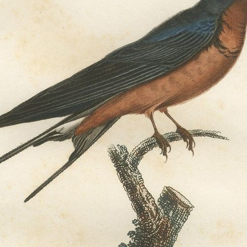 1807 Red-Breasted Swallow Illustration - Original Handcolored Antique Bird Print, close-up 3