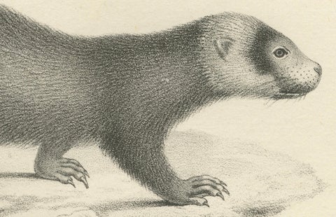 19th-Century Lithograph of a Skunk and European Otter in Exquisite Detail, close-up 4