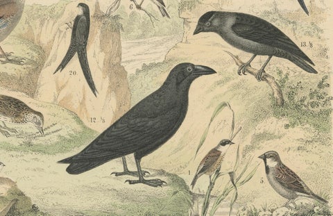 Songbirds & Tropical Birds Print: Hornbill, Bee-eater, Crow, Antique 1867, close-up 2