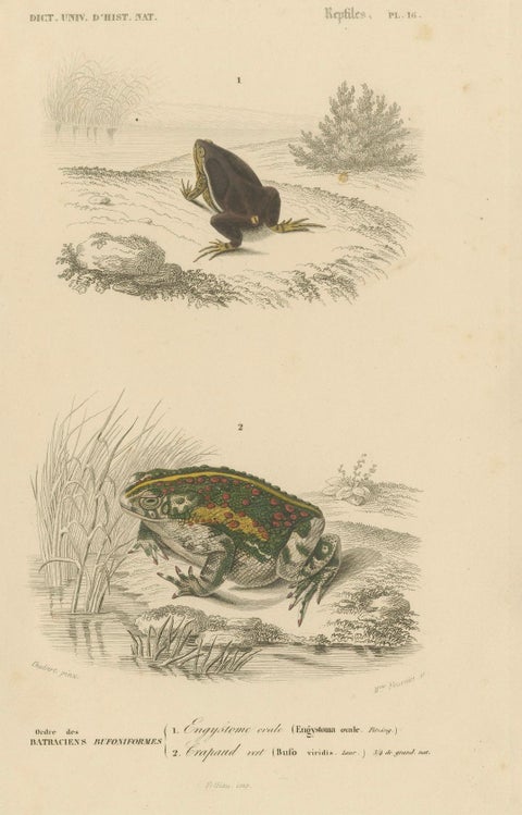 Frog Print of Oval Engystoma and Green Toad, c.1850, by Orbigny, close-up 4