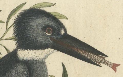 Hand-Colored Engraving of the Kingfisher by Johann Michael Seligmann, ca.1770, close-up 4
