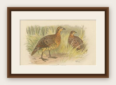 Antique Bird Print of The Western Bamboo Partridge, 1879, shown framed