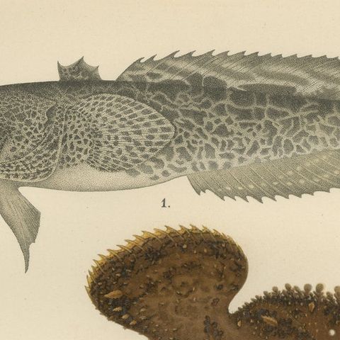Spotted Toadfish, Anglerfish, and Frogfish - Unique Scandinavian Fish Lithograph, close-up 6