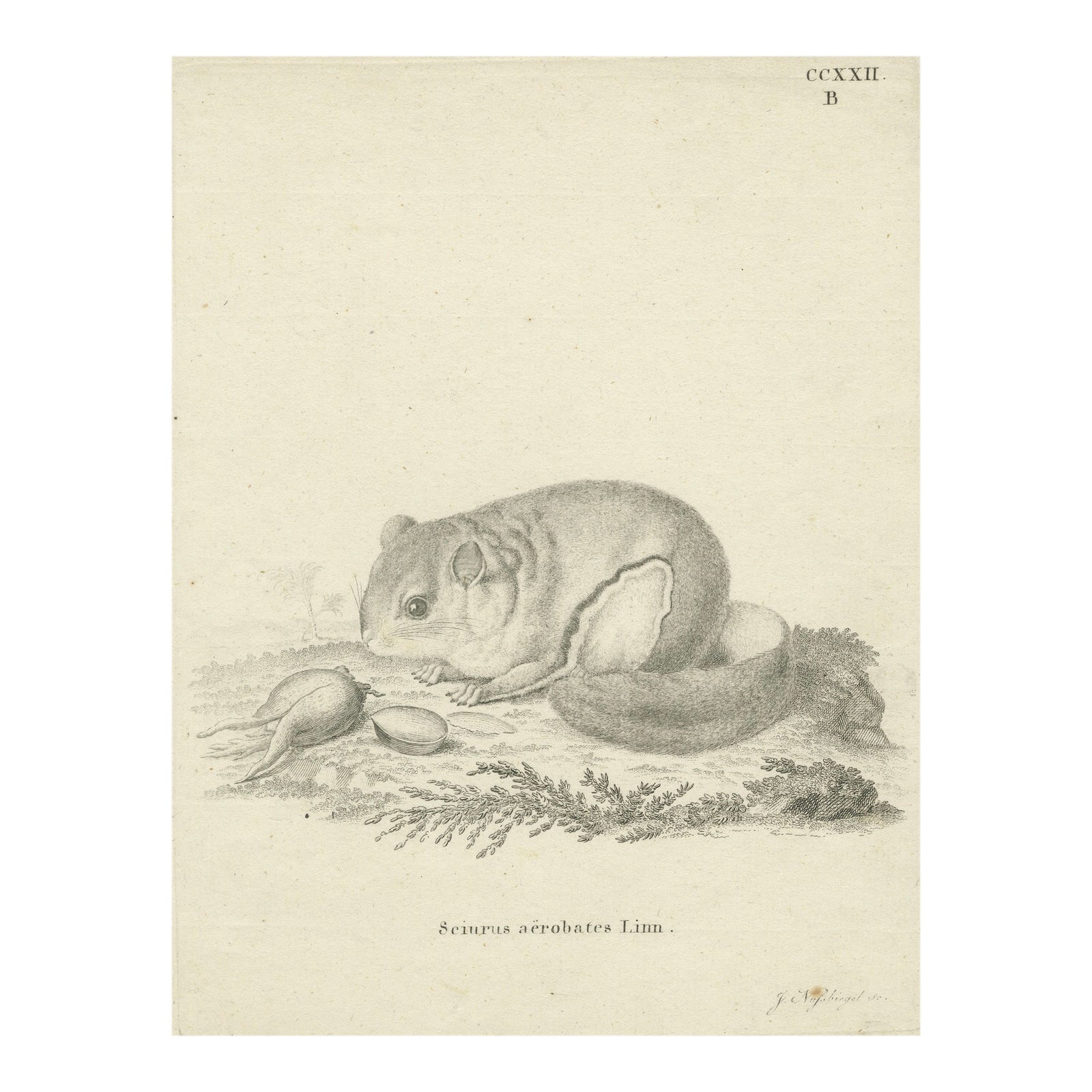 Flying Squirrel, Antique Zoological Engraving by Johann Nußbiegel, c.1800