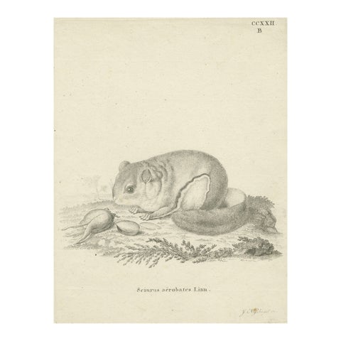 Flying Squirrel, Antique Zoological Engraving by Johann Nußbiegel, c.1800
