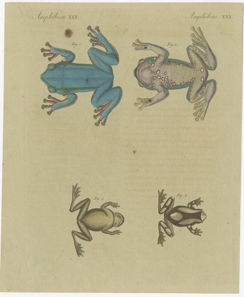 Antique Print of the European Tree Frog 'Hyla Arborea', view 3