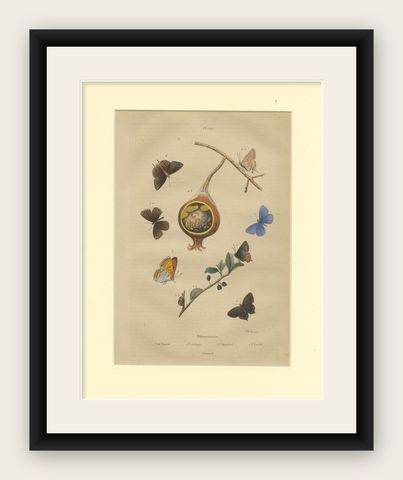 Antique Print of the Common Blue and Other Butterflies, ca.1835, shown framed