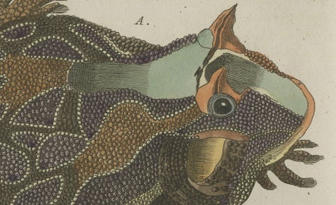 Antique South American Horned Frog Engraving, Bertuch, c. 1807, close-up 1