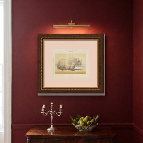 Male Yak, Antique Chromolithograph from Borie's Animaux de la Ferme, 1863, shown framed on a wall