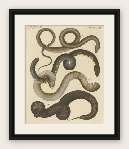 Original Antique Print of Various Snakes and Caecilian Species, shown framed