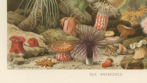 Sea Anemones, Colorful Marine Invertebrates, Royal Natural History, 1896, close-up 4
