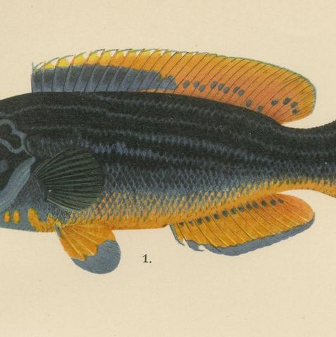 Colorful Wrasse Duo and Corkwing - Vibrant 19th Century Fish Lithograph, close-up 6