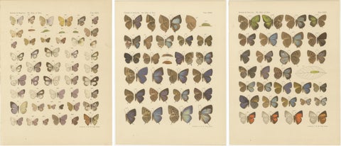 Rare Antique Butterfly Prints, Javanese Species, Set of Three Plates, 1908, view 5