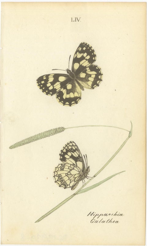 Cabinet-Size British Butterfly Engravings by Jardine & Lizars, 1835, view 2