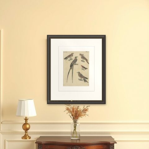 Antique Hand-Colored Bird Engraving, Swallow & Nightjars, Bertuch, c.1800, shown framed on a wall