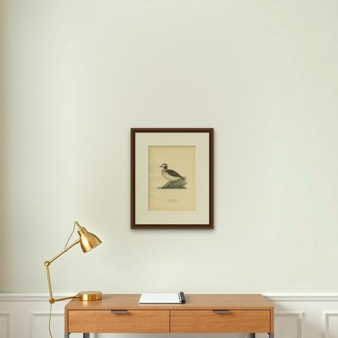 Antique Bird Print of a Female Long-Tailed Duck by Von Wright, '1929', shown framed on a wall