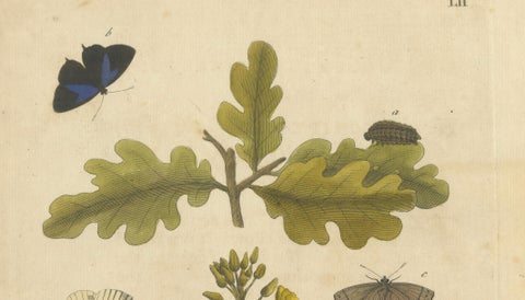 Butterfly Life Cycle on Oak & Wallflower, Albin Hand-Colored Engraving, 1720, close-up 2